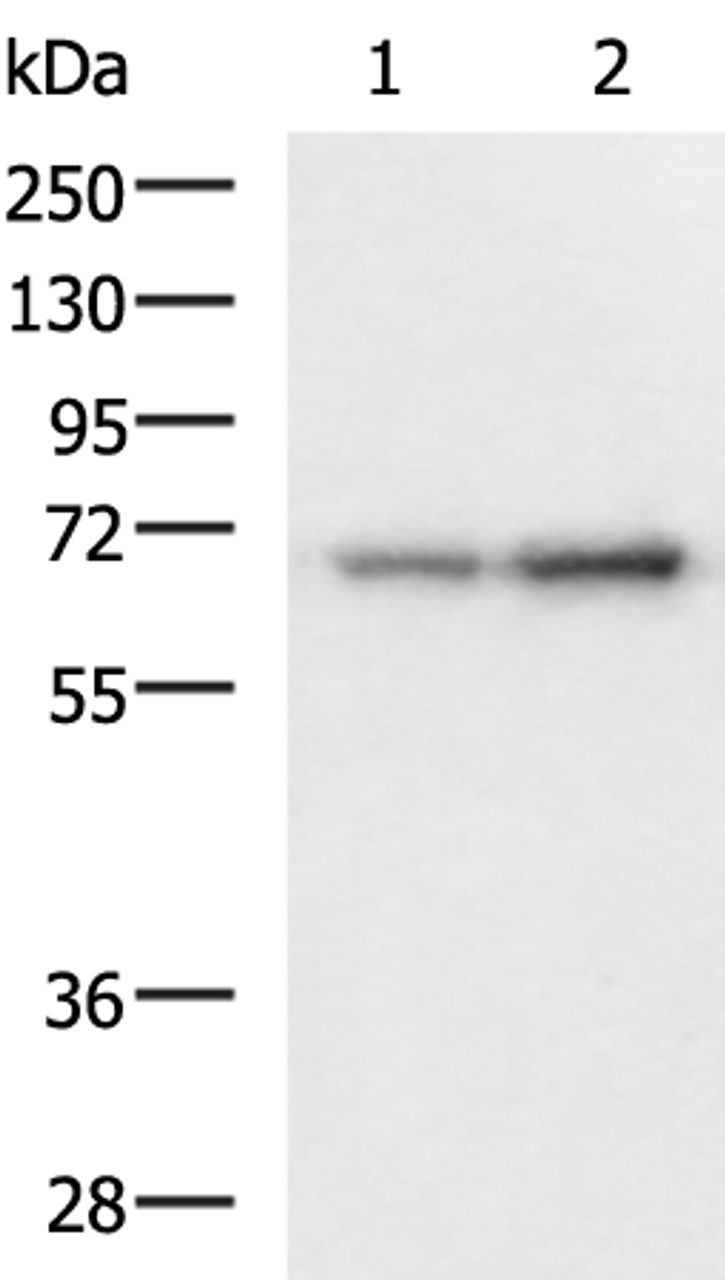 Western blot analysis of 293T and HepG2 cell lysates  using PAIP1 Polyclonal Antibody at dilution of 1:1150