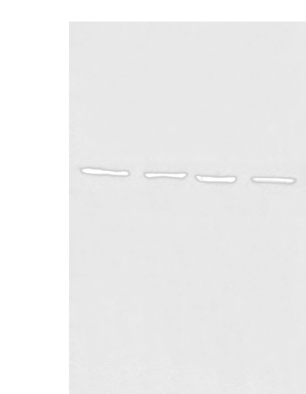 Western blot analysis of 293T cell Human heart tissue Raji and LNCAP cell lysates  using MAPK4 Polyclonal Antibody at dilution of 1:550