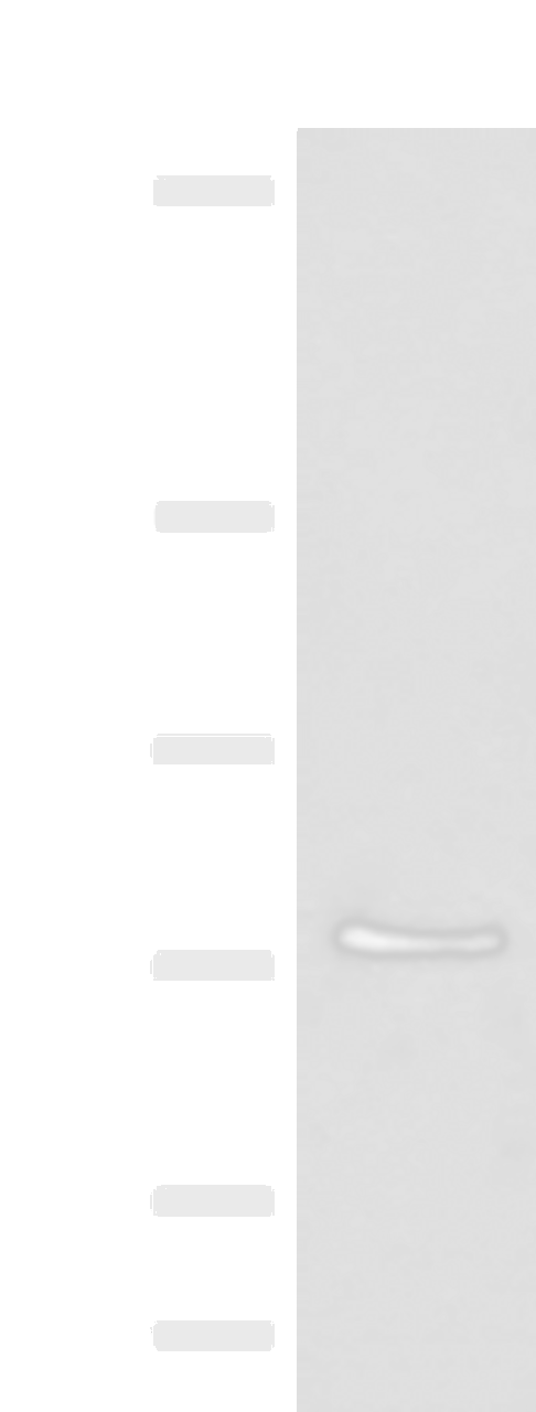 Western blot analysis of 293T cell lysate  using MCMBP Polyclonal Antibody at dilution of 1:800