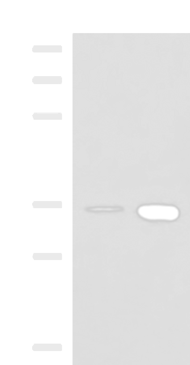 Western blot analysis of HepG2 cell and Mouse brain tissue lysates  using MAF Polyclonal Antibody at dilution of 1:550