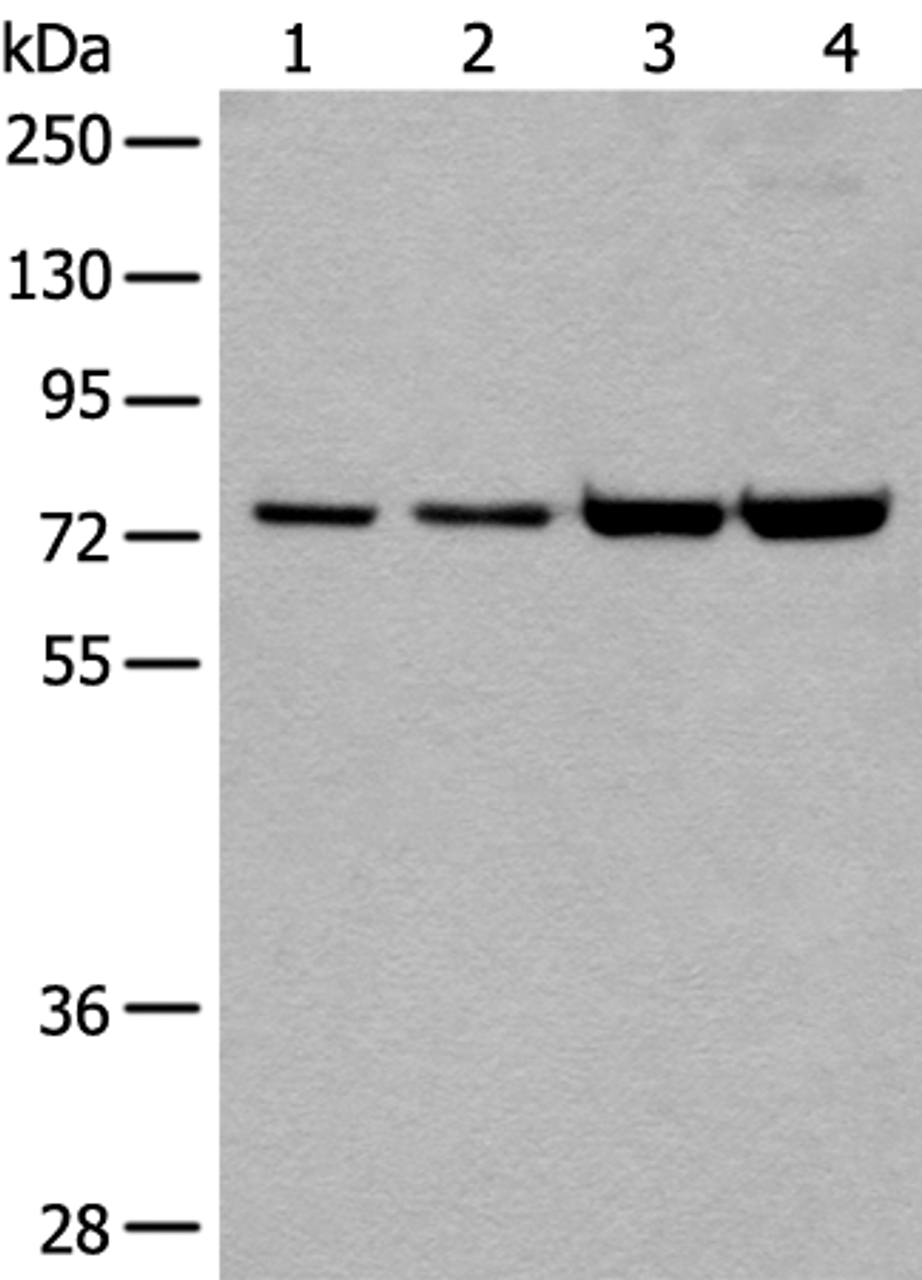 Western blot analysis of 293T and Hela cell lysates  using MTA2 Polyclonal Antibody at dilution of 1:400