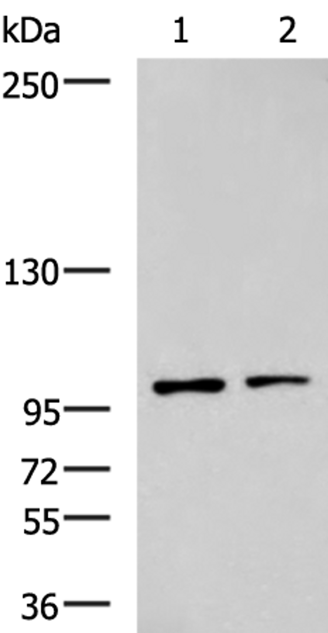 Western blot analysis of Raji and HepG2 cell lysates  using GLI1 Polyclonal Antibody at dilution of 1:900