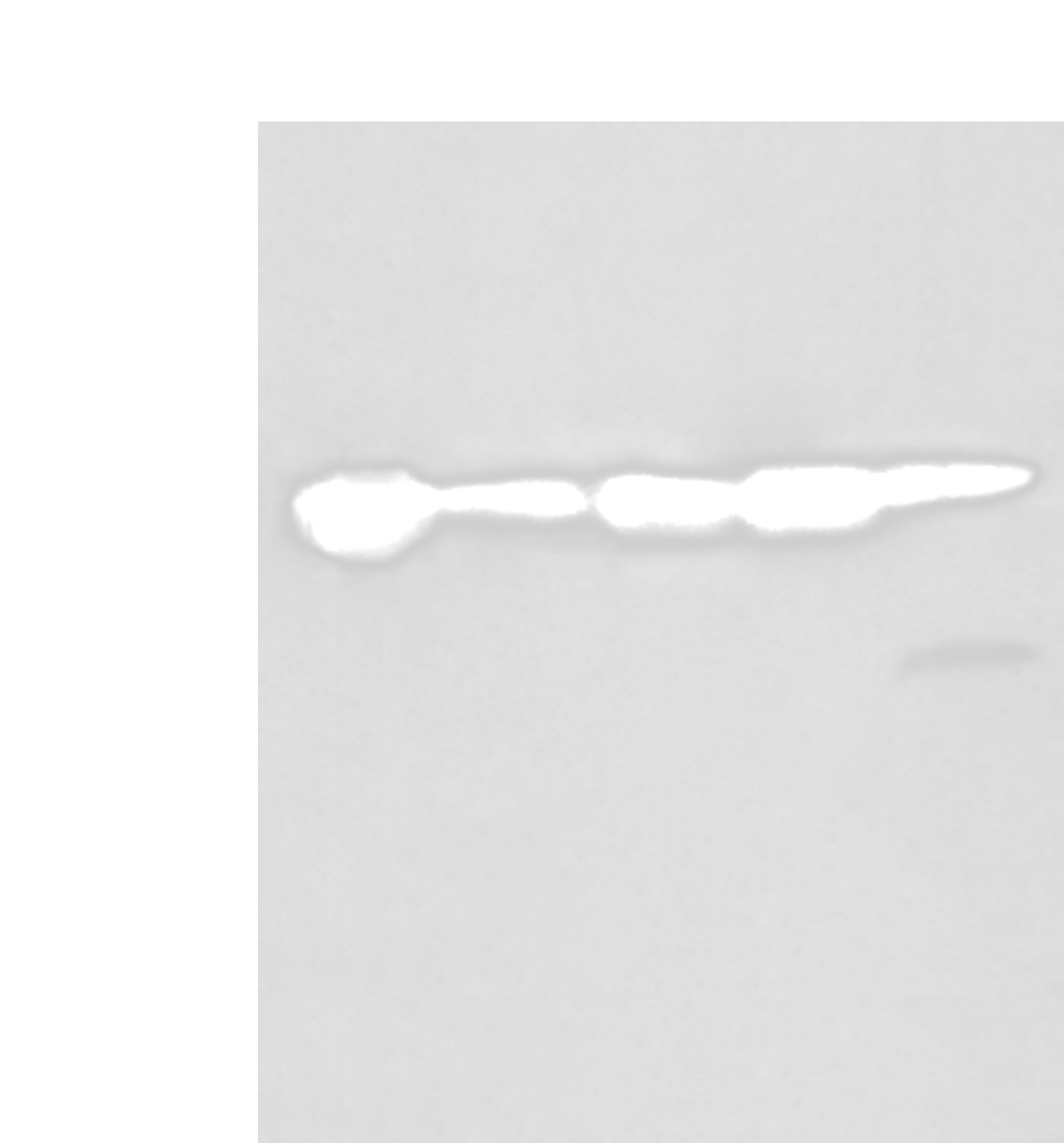 Western blot analysis of 293T cell lysates  using HSPB1 Polyclonal Antibody at dilution of 1:250