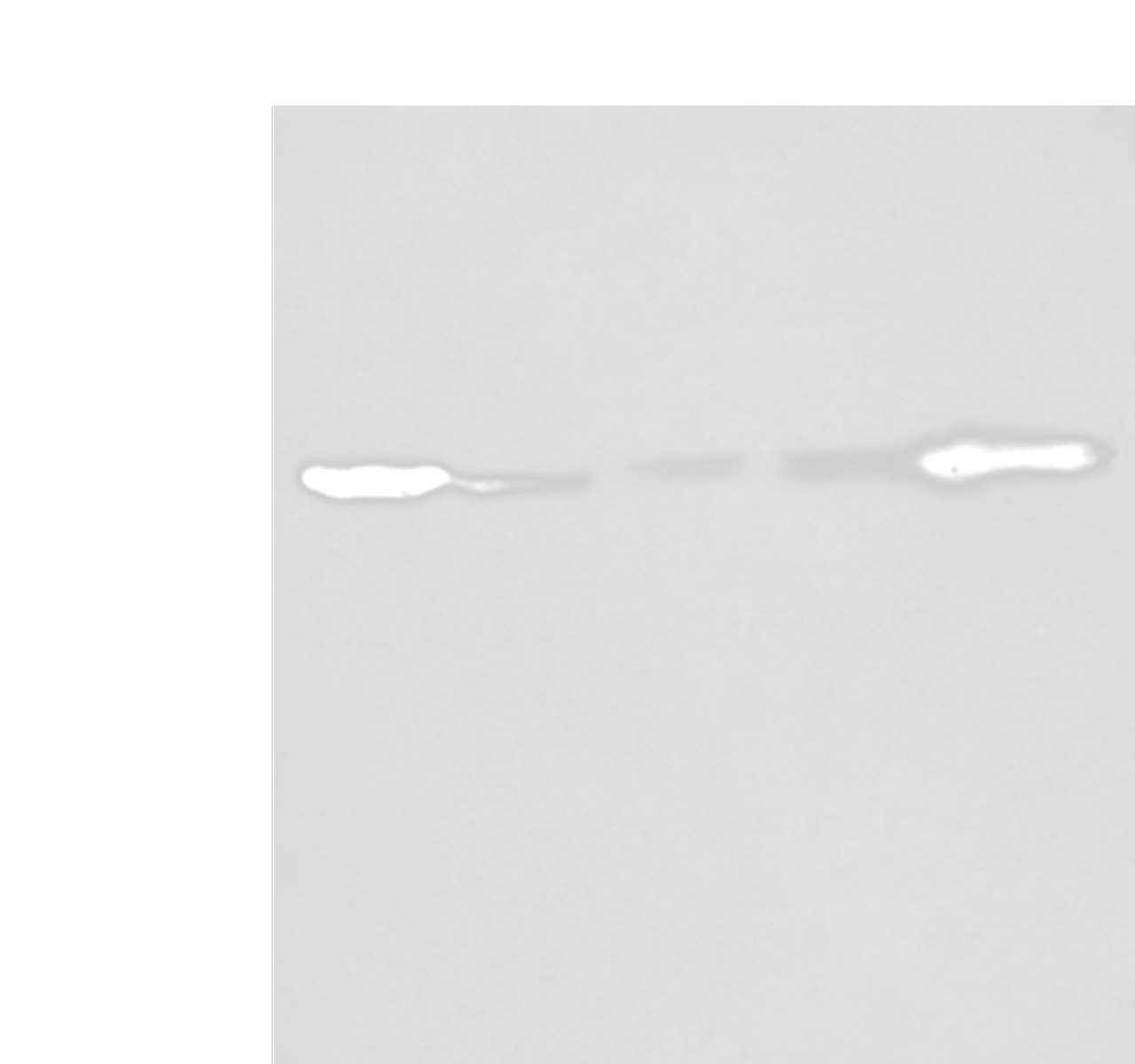 Western blot analysis of 293T A549 A431 Hela and Jurkat cell lysates  using PFKFB3 Polyclonal Antibody at dilution of 1:400