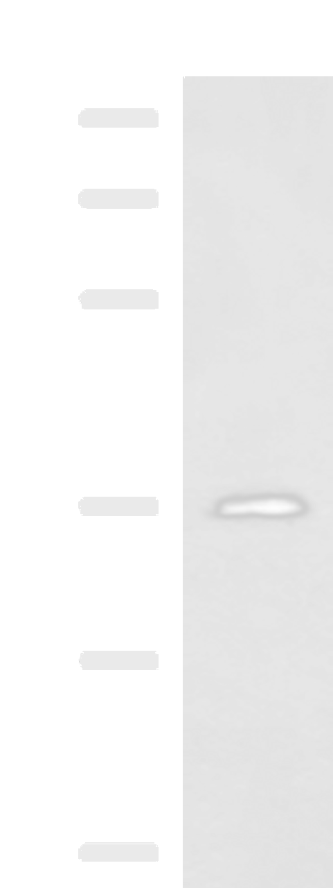 Western blot analysis of Human cerebella tissue lysate  using ATP1B2 Polyclonal Antibody at dilution of 1:650