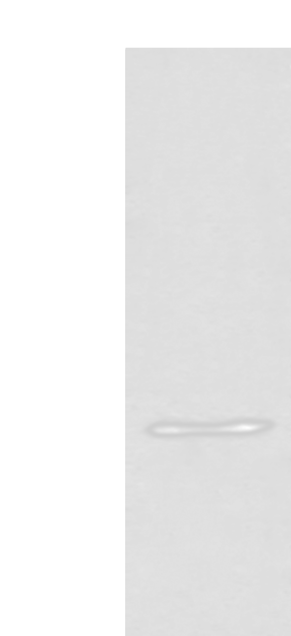 Western blot analysis of 231 cell lysate  using UBAC2 Polyclonal Antibody at dilution of 1:400