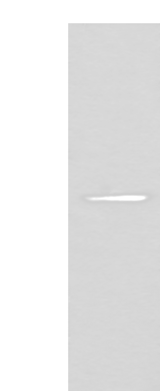 Western blot analysis of Human fetal liver tissue lysate  using BMP2 Polyclonal Antibody at dilution of 1:800