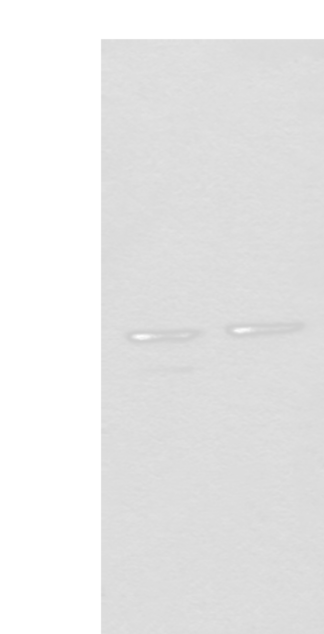 Western blot analysis of 293T cell lysates  using URI1 Polyclonal Antibody at dilution of 1:450