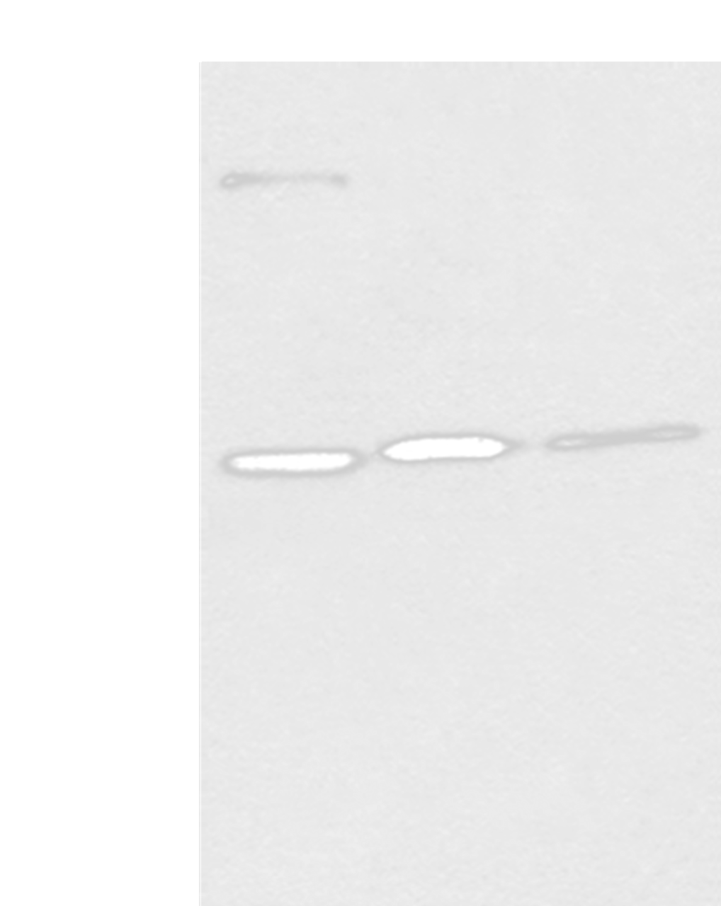 Western blot analysis of 293T Hela and A431 cell lysates  using MORF4L2 Polyclonal Antibody at dilution of 1:500