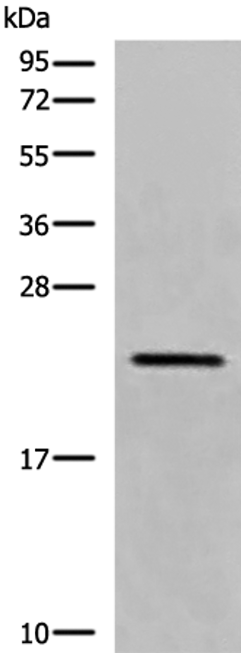 Western blot analysis of RAW264.7 cell lysate  using CREG1 Polyclonal Antibody at dilution of 1:550