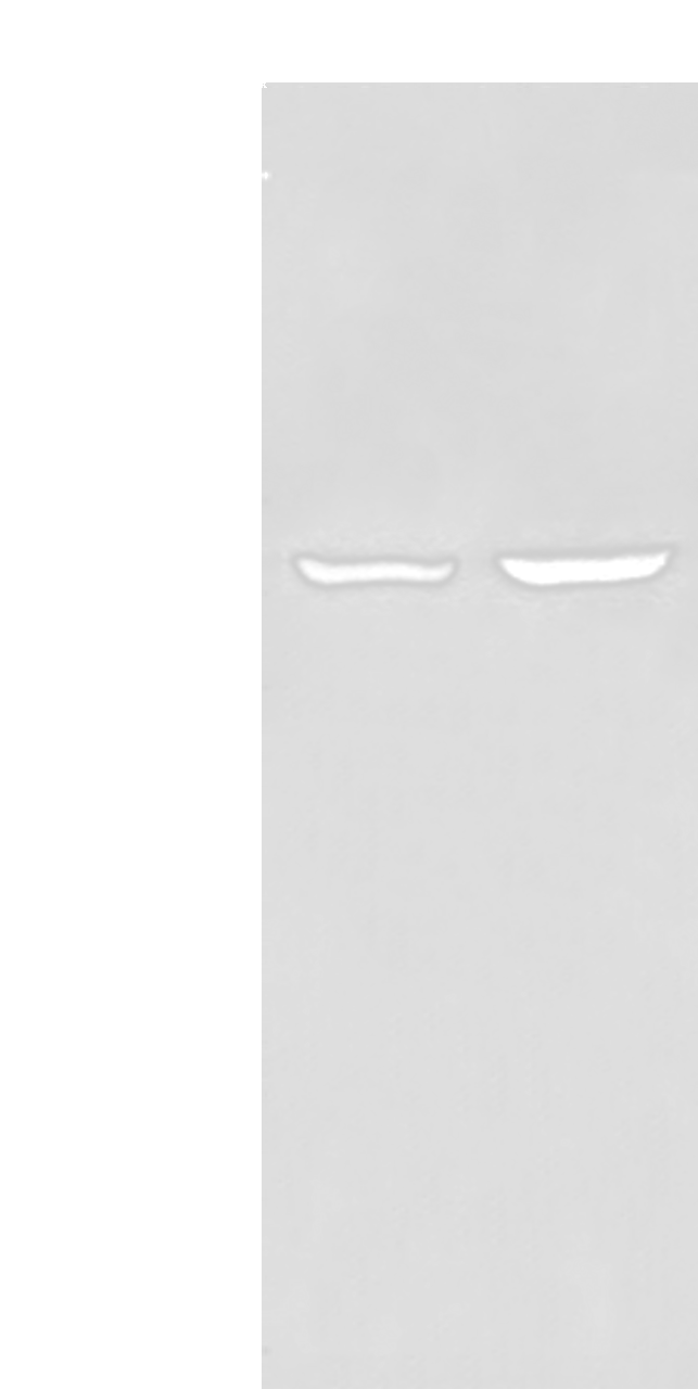 Western blot analysis of HEPG2 and Jurkat cell lysates  using EBF2 Polyclonal Antibody at dilution of 1:650