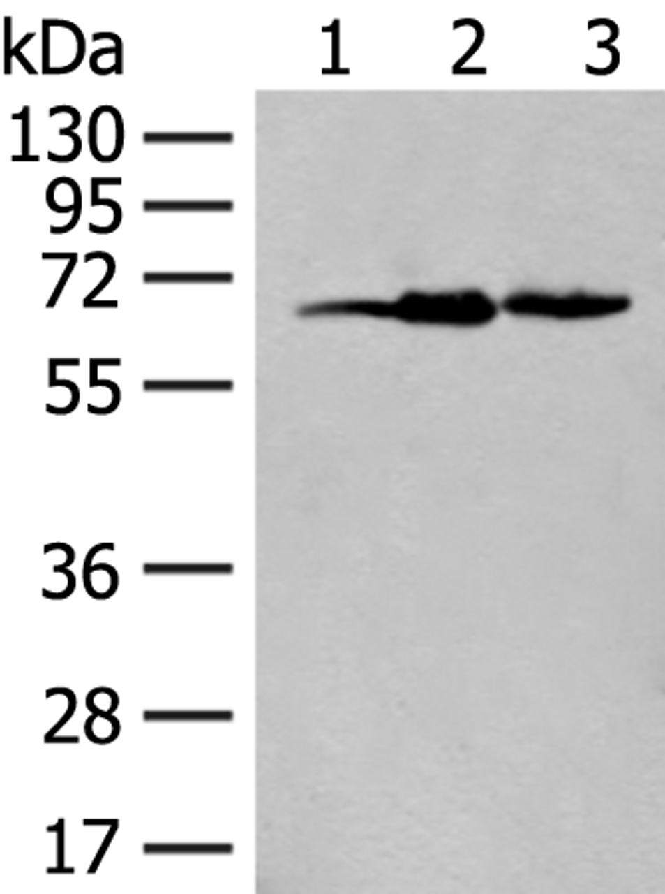 Western blot analysis of 293T cell lysates  using EXOSC9 Polyclonal Antibody at dilution of 1:400