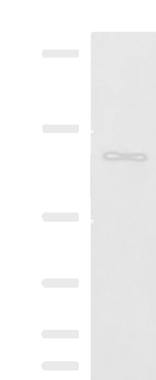 Western blot analysis of LO2 cell lysate  using FNIP2 Polyclonal Antibody at dilution of 1:1000