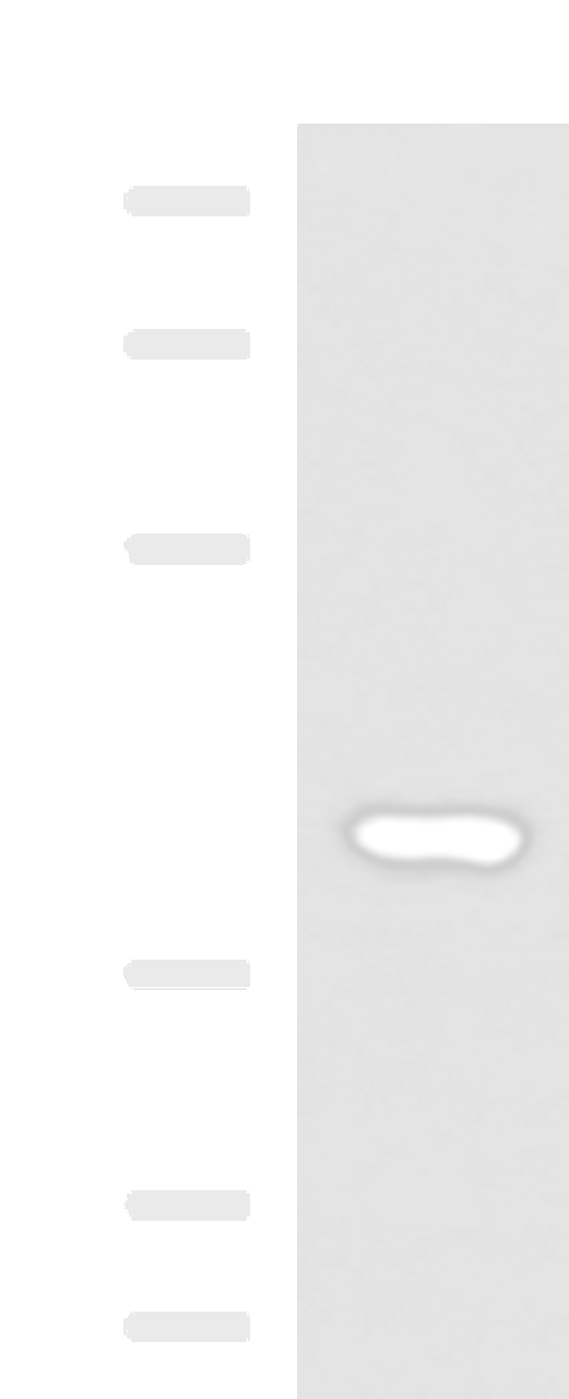 Western blot analysis of Human heart tissue lysate  using FOXI1 Polyclonal Antibody at dilution of 1:800