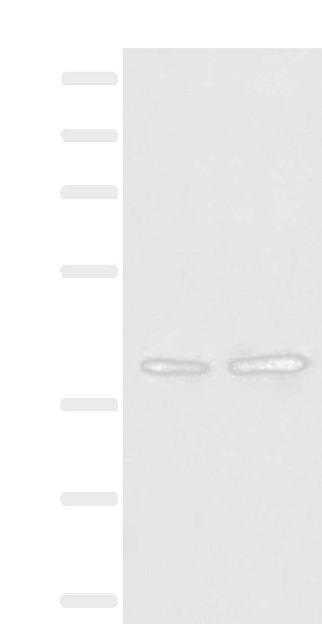 Western blot analysis of A172 and LO2 cell lysates  using HNRNPA3 Polyclonal Antibody at dilution of 1:500