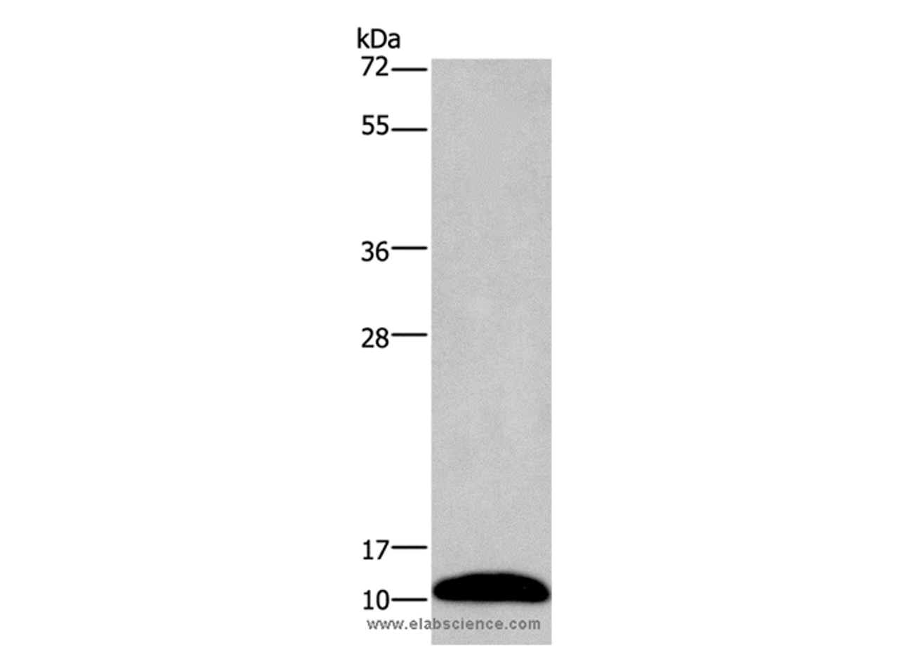 Western Blot analysis of Mouse brain tissue using PCP4 Polyclonal Antibody at dilution of 1:1000