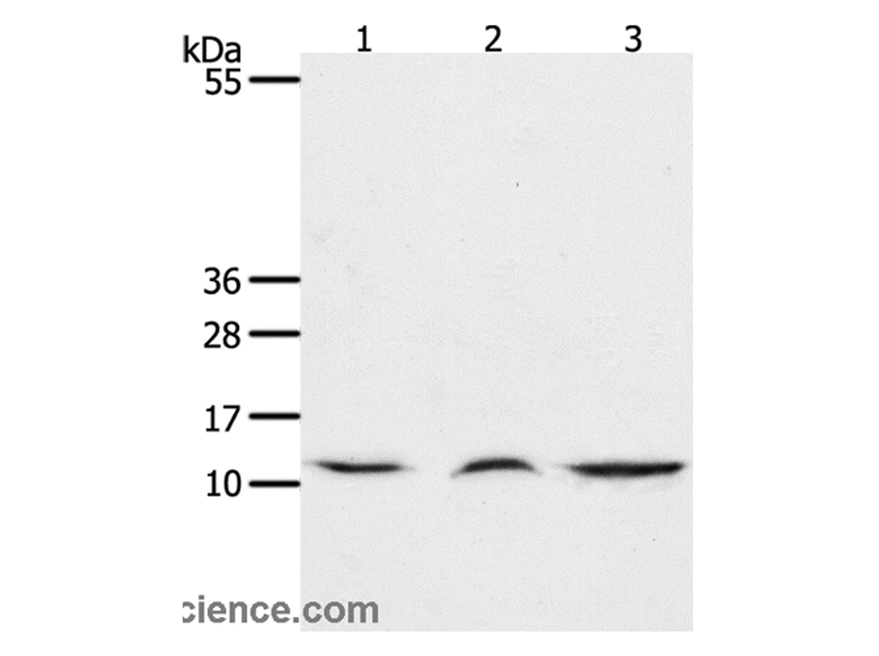 Western Blot analysis of Mouse lung and thymus tissue, Human fetal muscle tissue using CCL17 Polyclonal Antibody at dilution of 1:1300