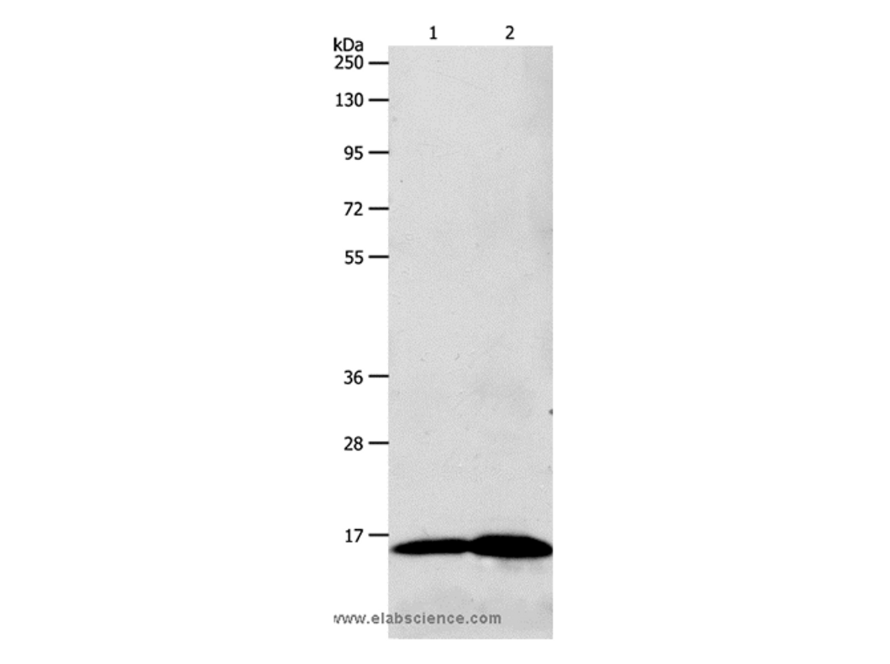 Western Blot analysis of 293T cell and Human fetal brain tissue using LHB Polyclonal Antibody at dilution of 1:800