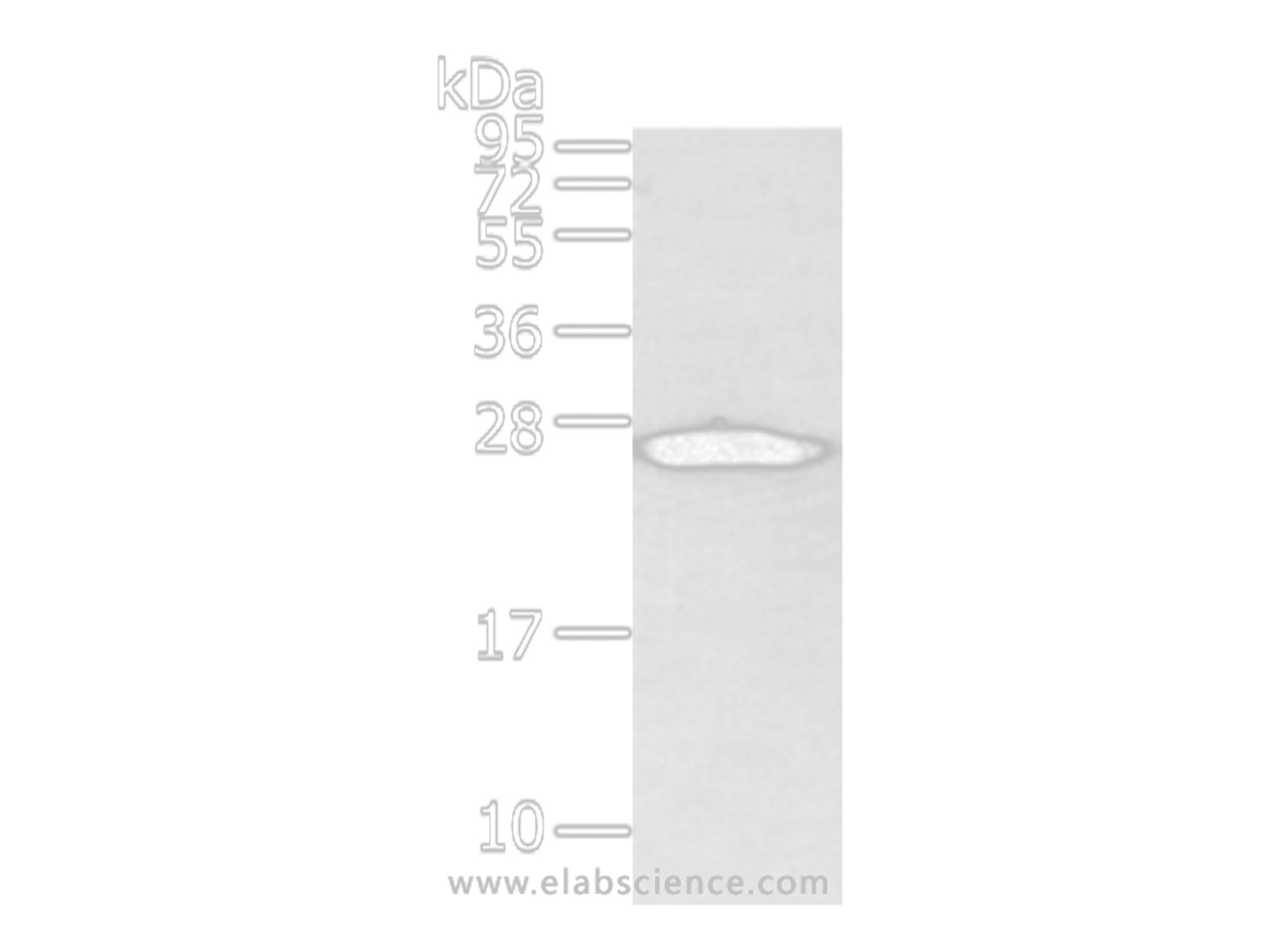 Western Blot analysis of Mouse heart tissue using VDAC3 Polyclonal Antibody at dilution of 1/400