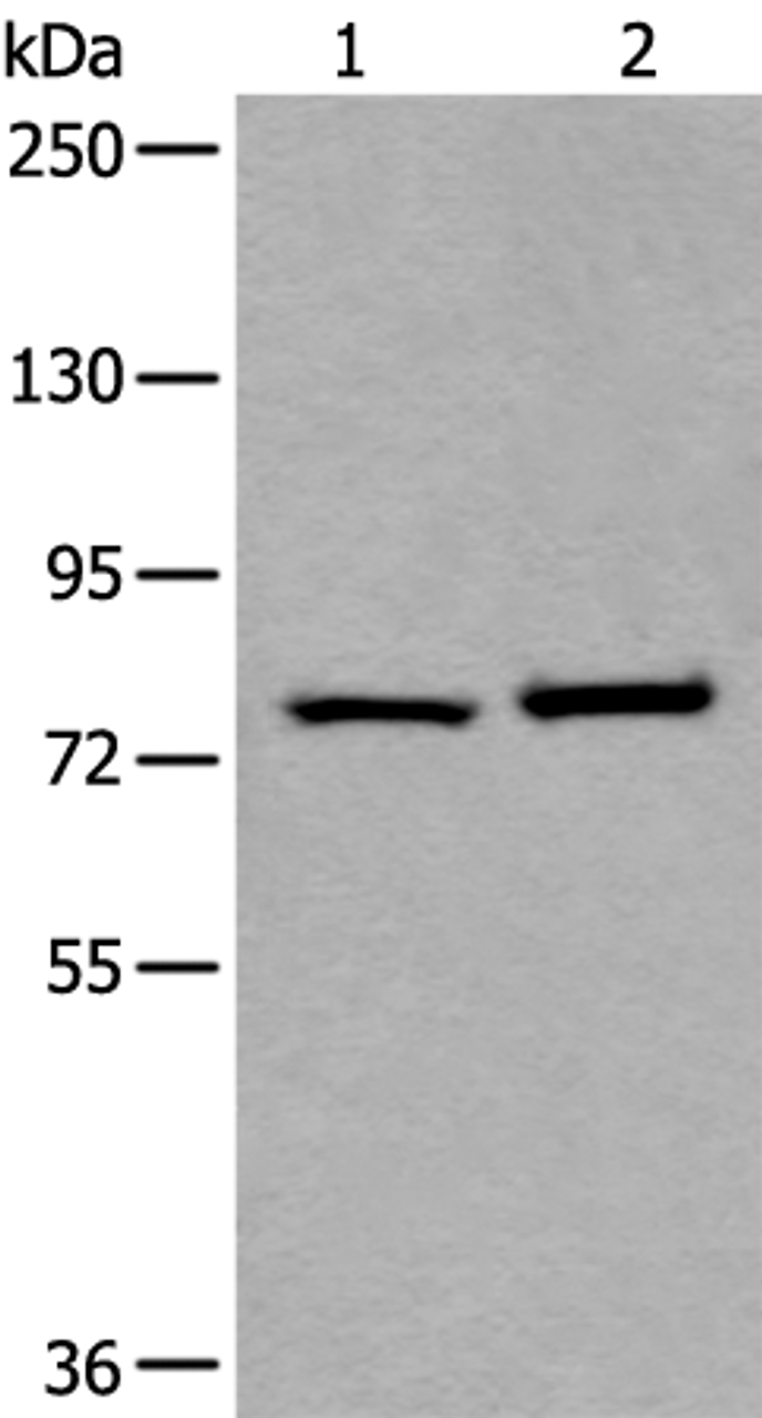 Western blot analysis of Hela and HEPG2 cell lysates  using RIPK1 Polyclonal Antibody at dilution of 1:800
