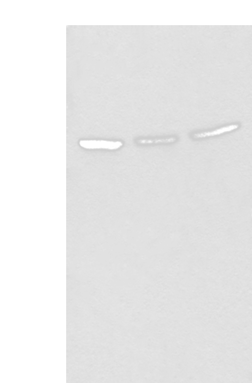 Western blot analysis of 293T cell lysates  using BRD9 Polyclonal Antibody at dilution of 1:550