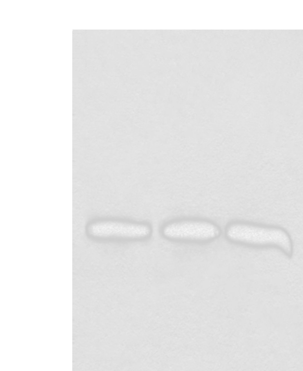Western blot analysis of 293T cell lysates  using CHCHD3 Polyclonal Antibody at dilution of 1:1000