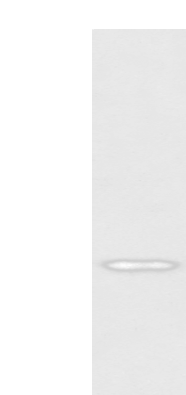 Western blot analysis of Jurkat cell  using CD1D Polyclonal Antibody at dilution of 1:300