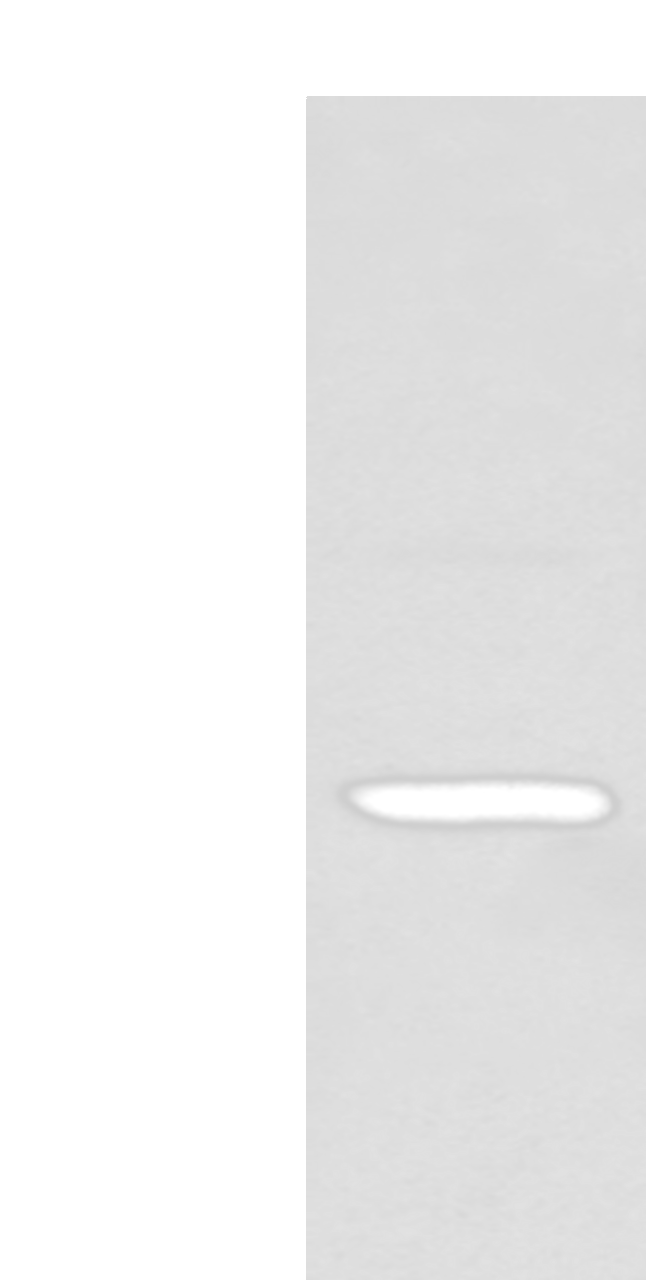 Western blot analysis of 293T cell  using TCEAL4 Polyclonal Antibody at dilution of 1:250