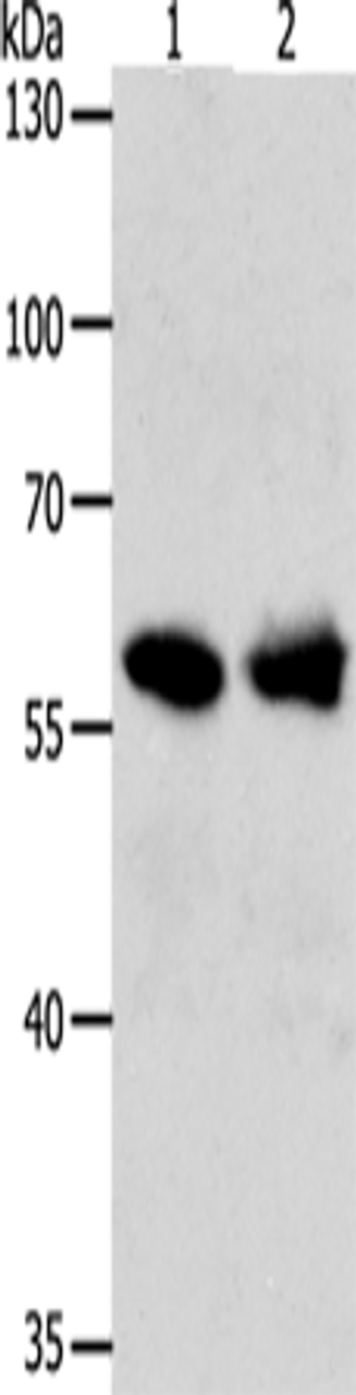 Western blot analysis of 293T cells  using UNC5CL Polyclonal Antibody at dilution of 1:850