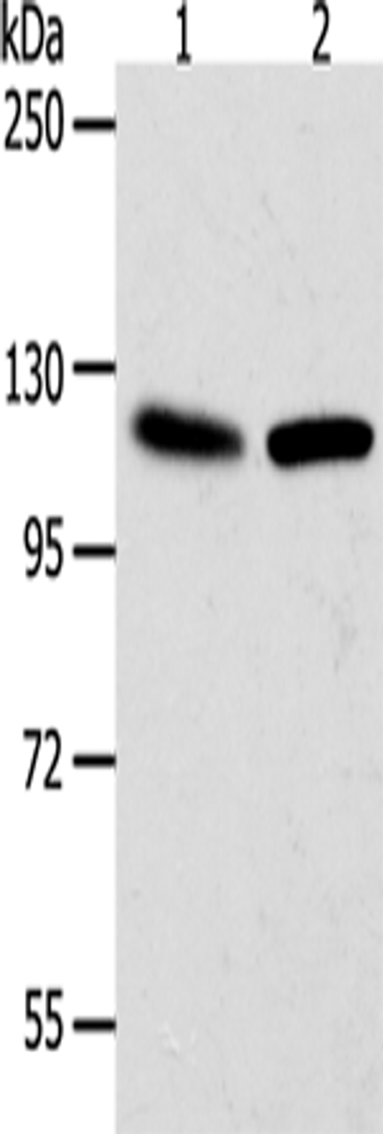 Western blot analysis of Hela cells NIH/3T3 cells  using WDR6  Polyclonal Antibody at dilution of 1:1000