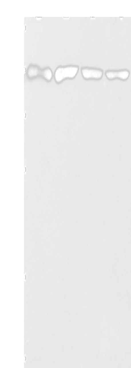 Western blot analysis of 293T cells Jurkat cells Raji cells hela cells  using ZBTB10  Polyclonal Antibody at dilution of 1:1000