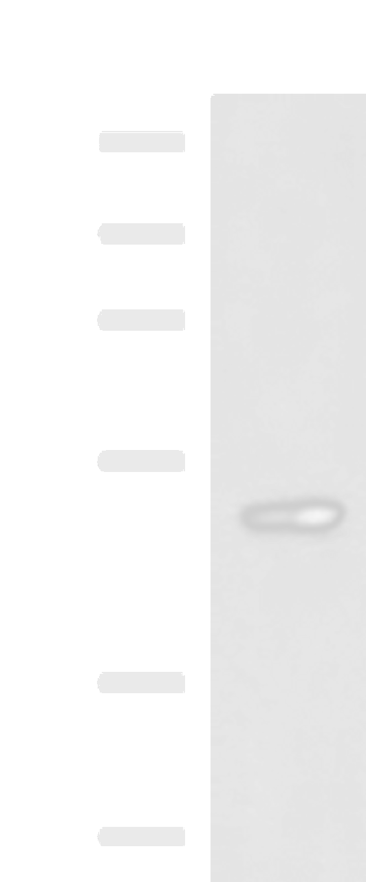 Western blot analysis of 293T cell lysate  using TP53 Polyclonal Antibody at dilution of 1:1000