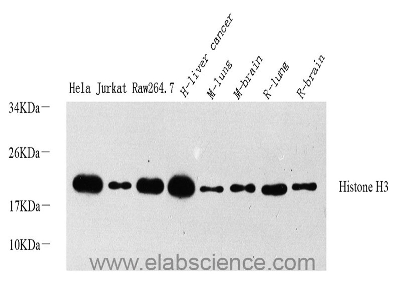 Western Blot analysis of various samples using Histone H3 Polyclonal Antibody at dilution of 1:1000.