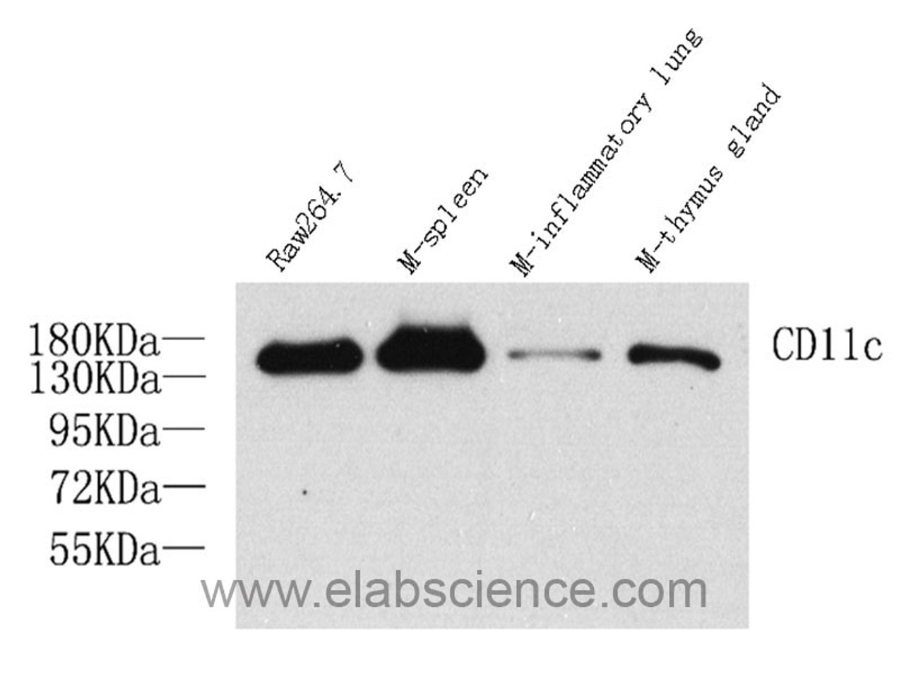 Western Blot analysis of various samples using ITGAX Polyclonal Antibody at dilution of 1:1000.