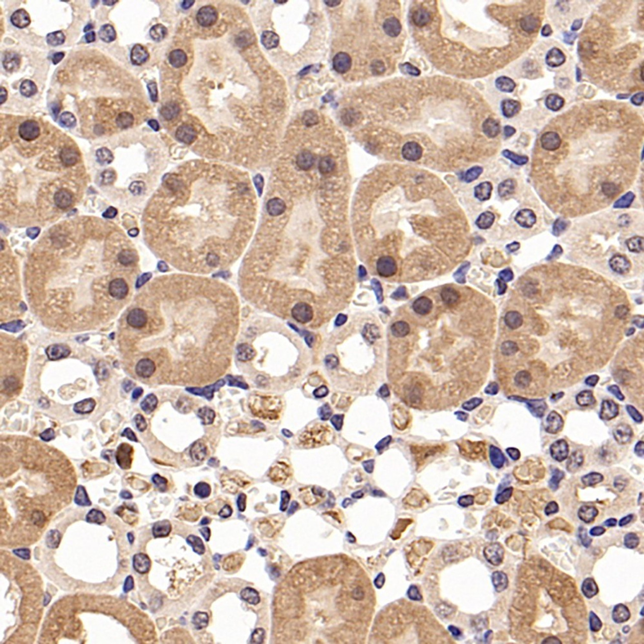 Immunohistochemistry analysis of paraffin-embedded Mouse spleen  using JUN Polyclonal Antibody at dilution of 1:1000.