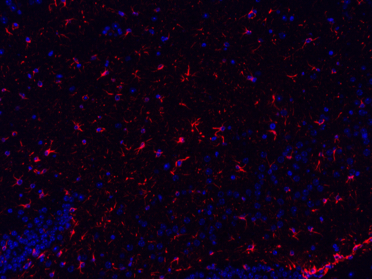 Immunofluorescence analysis of paraffin-embedded mouse brain  using GFAP Polyclonal Antibody at dilution of 1:300.
