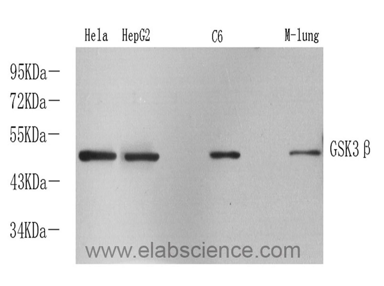 Western Blot analysis of various samples using GSK3 beta Polyclonal Antibody at dilution of 1:1000.