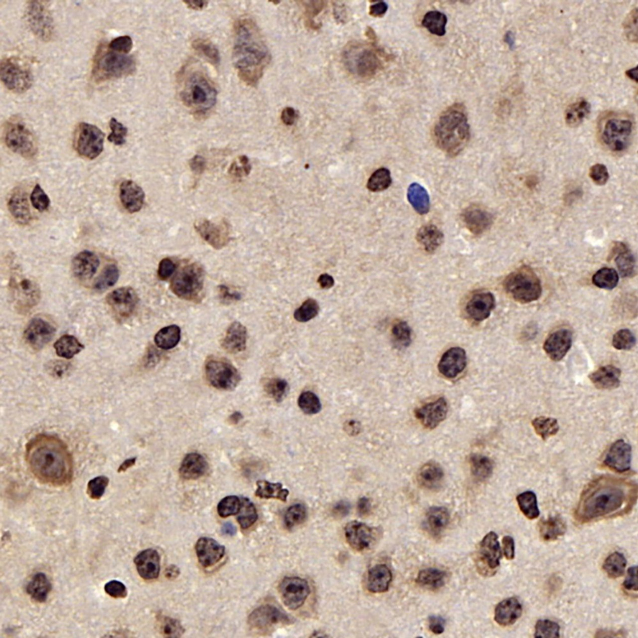 Immunohistochemistry analysis of paraffin-embedded mouse brain  using GSK3 beta Polyclonal Antibody at dilution of 1:300.
