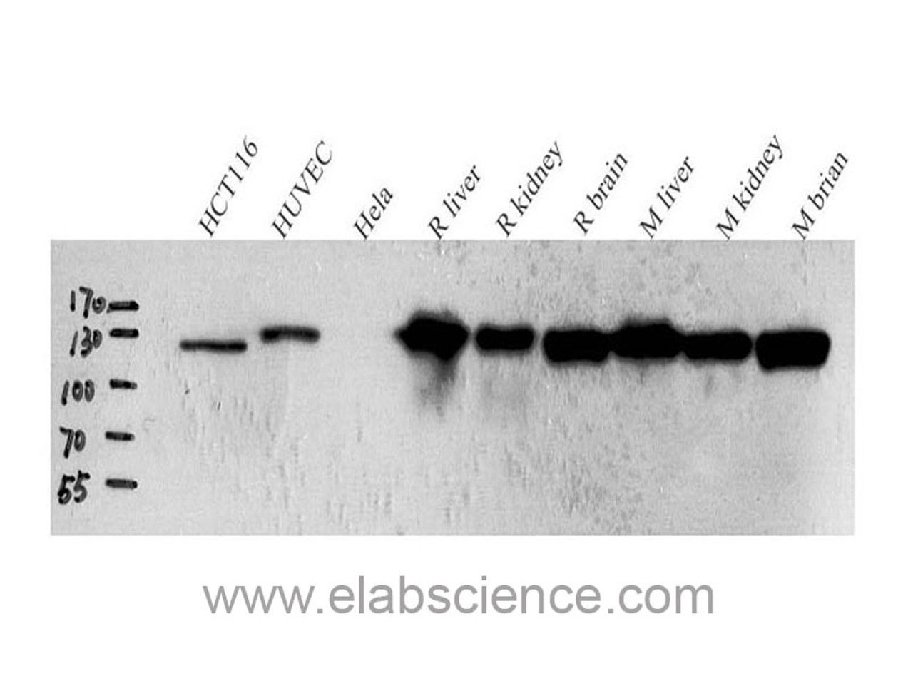 Western Blot analysis of various samples using N-cadherin Polyclonal Antibody at dilution of 1:1000.