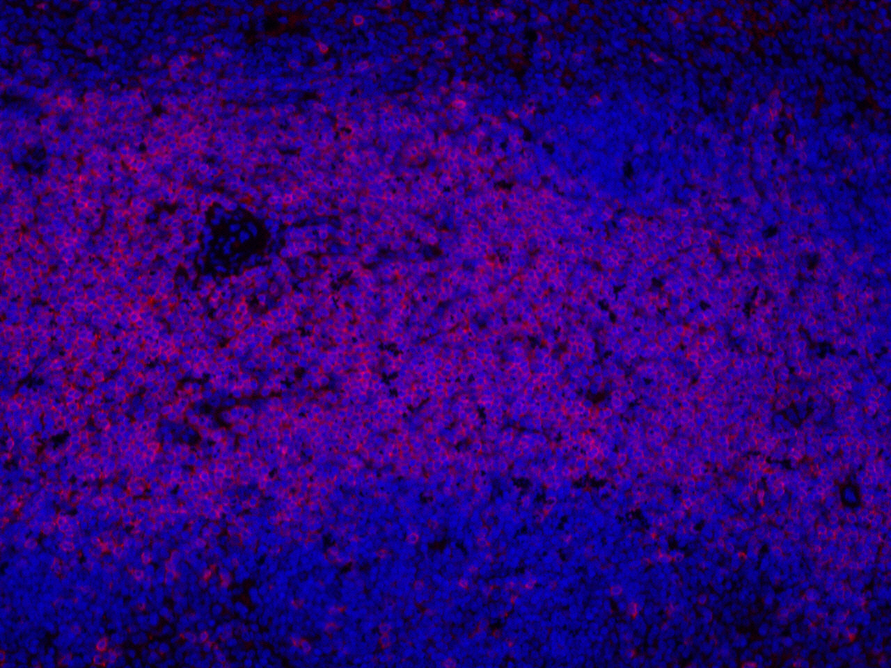 Immunofluorescence analysis of paraffin-embedded mouse spleen  using THY1 Polyclonal Antibody at dilution of 1:300.