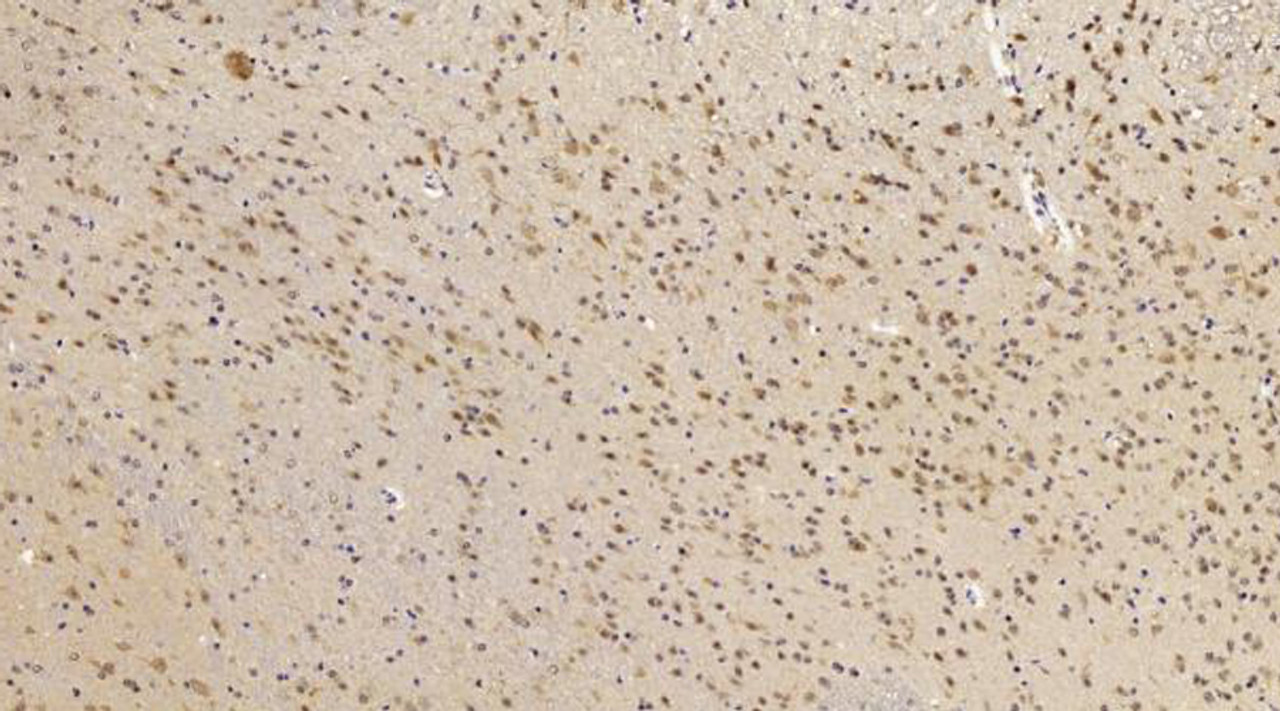 Immunohistochemistry analysis of paraffin-embedded mouse brain  using CHOP Polyclonal Antibody at dilution of 1:300.