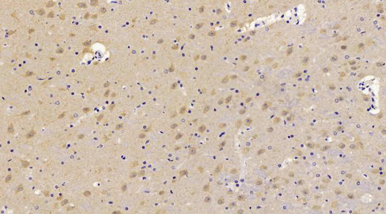 Immunohistochemistry analysis of paraffin-embedded Rat brain  using CHOP Polyclonal Antibody at dilution of 1:300.