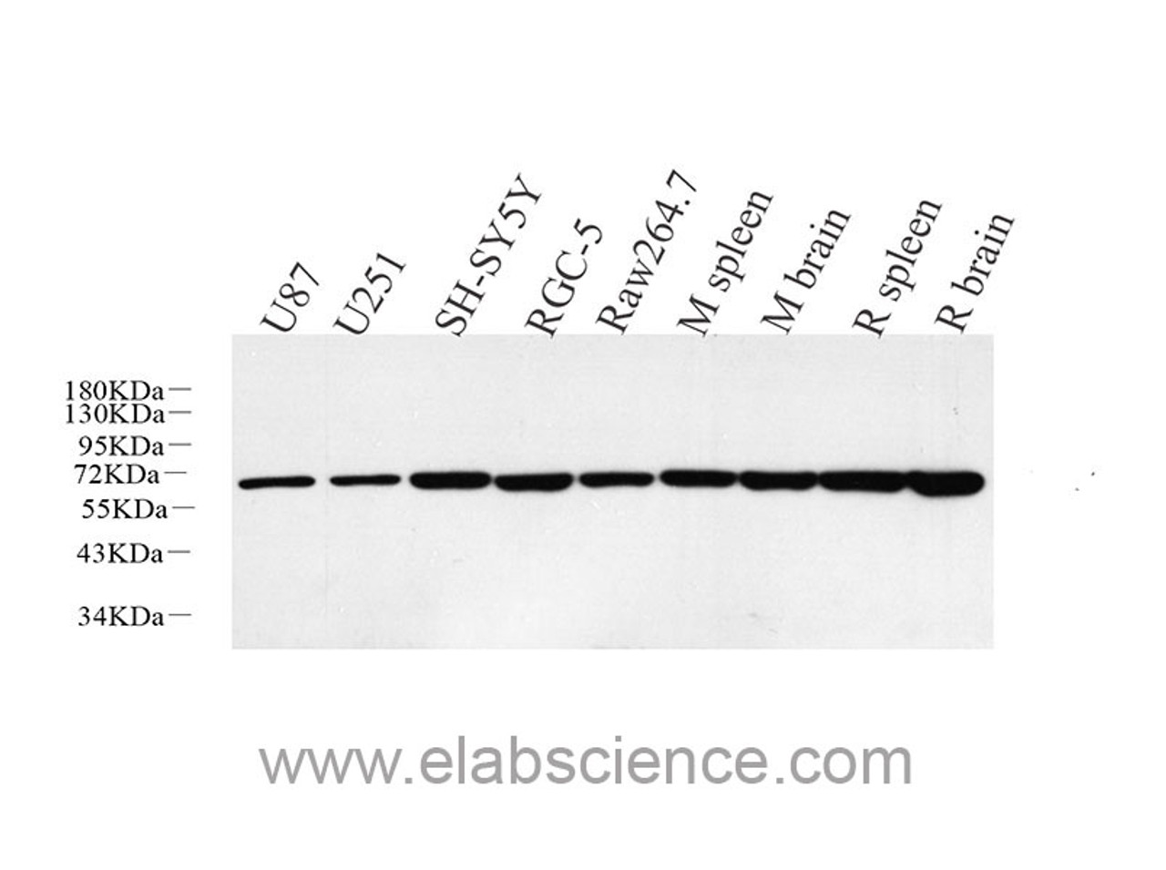Western Blot analysis of various samples using HSP60 Polyclonal Antibody at dilution of 1:5000.
