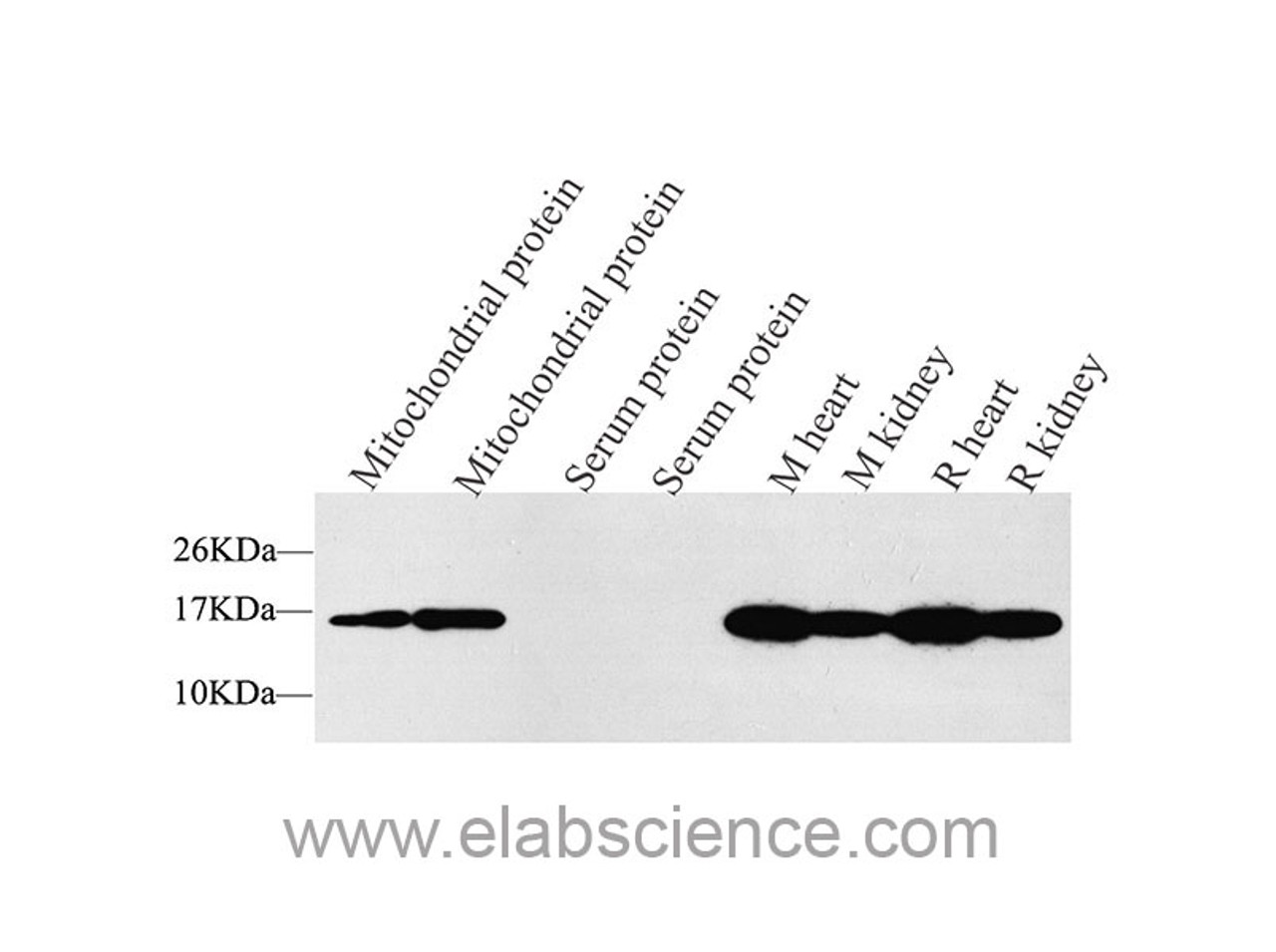 Western Blot analysis of various samples using COX4I1 Polyclonal Antibody at dilution of 1:1500.