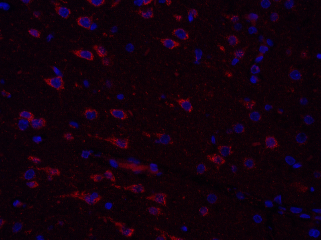 Immunofluorescence analysis of paraffin-embedded Rat brain  using COX4I1 Polyclonal Antibody at dilution of 1:300.