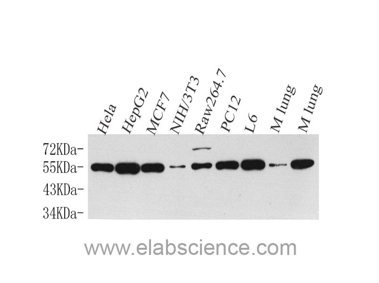 Western Blot analysis of various samples using Cyclin B1 Polyclonal Antibody at dilution of 1:500.