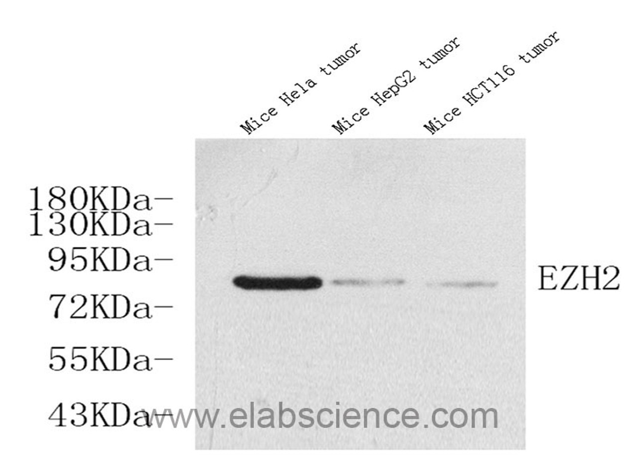 Western Blot analysis of various samples using EZH2 Polyclonal Antibody at dilution of 1:500.