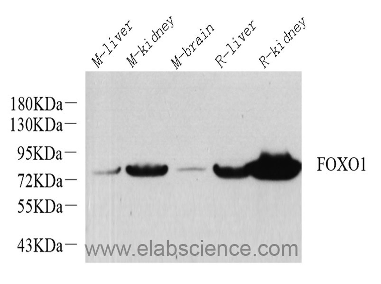 Western Blot analysis of various samples using FOXO1 Polyclonal Antibody at dilution of 1:1000.