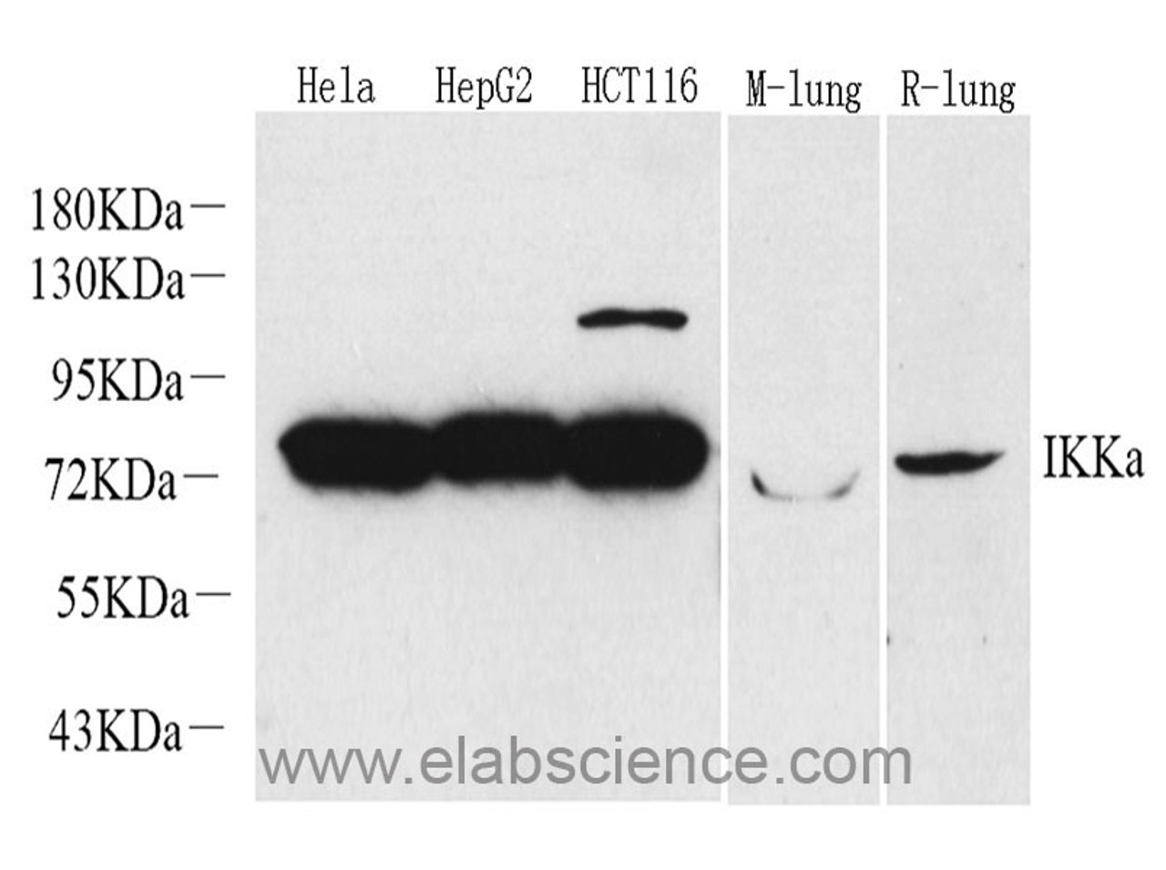 Western Blot analysis of various samples using IKK alpha Polyclonal Antibody at dilution of 1:1000.