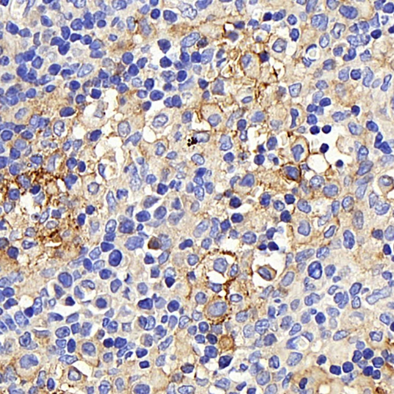 Immunohistochemistry analysis of paraffin-embedded rat lymph node  using CD169 Polyclonal Antibody at dilution of 1:300.